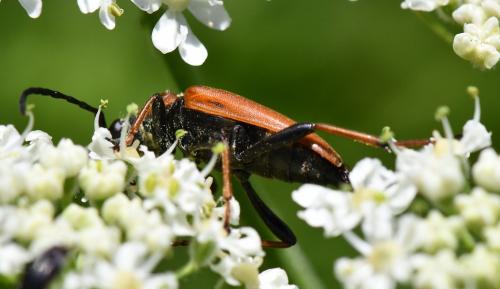 Stictoleptura rubra